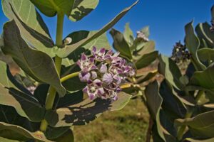 Giant Milkweed