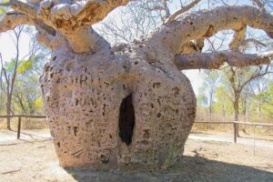 Prison Tree