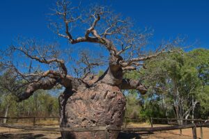 Prison Tree