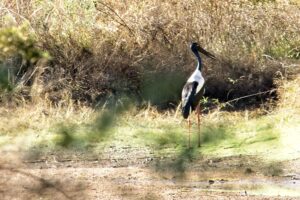 Jabiru