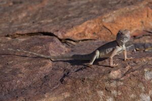 Zebra-tailed lizard