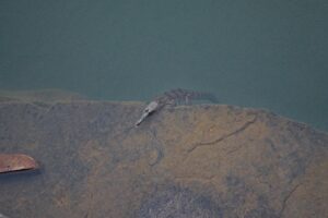 Fresh water crocodile
