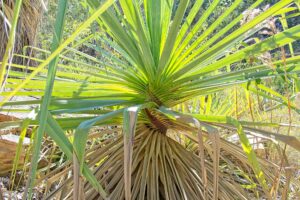 Pandanus plant