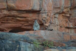 Rock wallaby