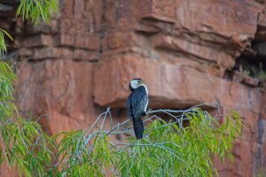 Little pied cormorant