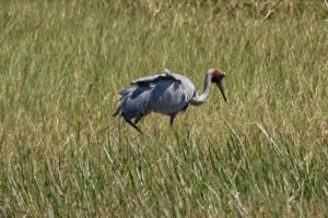 Brolga