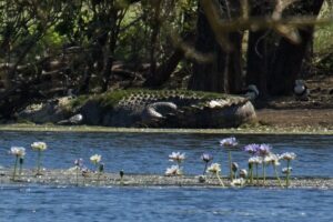 Salt water crocodile