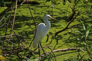 Great Egret