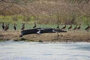 Salt water crocodile