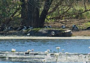 Salt water crocodile