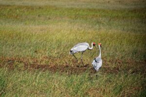 Brolga’s