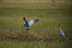 Brolga’s
