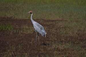 Brolga