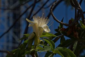 Boab flower