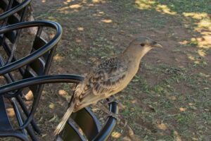 Bowerbird