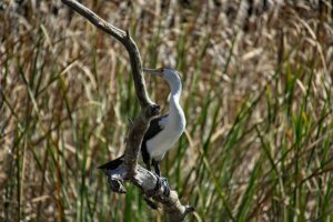 Little pied cormorant
