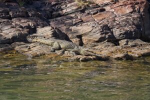 Freshwater crocodile