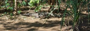 Freshwater crocodile