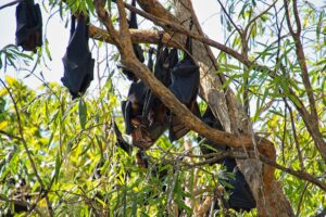 Black flying-foxes