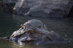 Fresh water crocodile