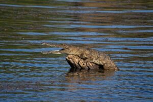 Fresh water crocodile