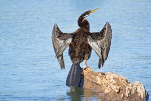 Snakebird (Darter)