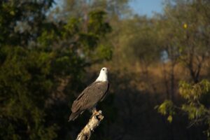 White-bellied sea eagle