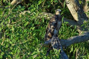 White-bellied sea eagle