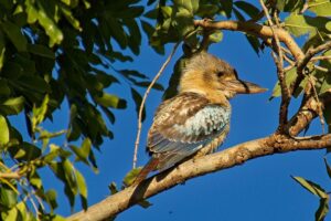 Blue-winged Kookaburra