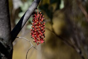 Wickham’s Grevillea