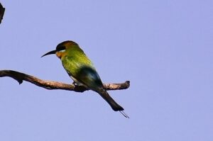 Rainbow Bee-eater