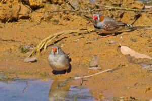Australian Zebra finch