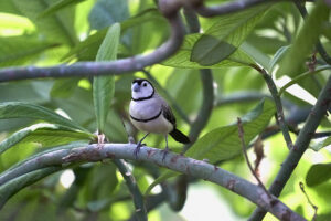 Double-barred finch