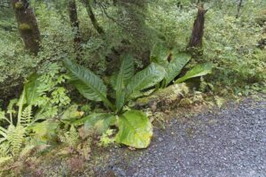 Skunk cabbage