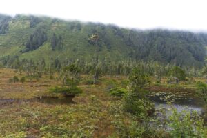 Tempered rainforest